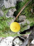 Pluteus chrysophlebius image