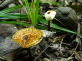 Crinipellis zonata image