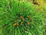 Psilocybe semilanceata image