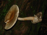 Amanita whetstoneae image
