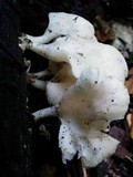 Pleurotus pulmonarius image