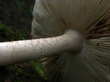 Amanita whetstoneae image