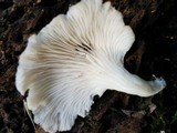 Pleurotus pulmonarius image