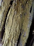 Pyrrhospora quernea image
