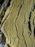 Pyrrhospora quernea image