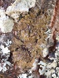 Melanelixia subaurifera image