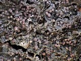 Collema nigrescens image