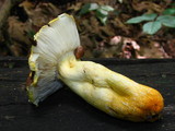 Russula flavida image