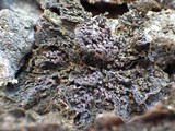 Collema nigrescens image