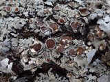 Parmelina carporrhizans image