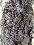 Parmelina carporrhizans image