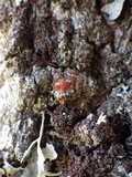 Caloplaca ferruginea image