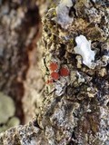 Caloplaca ferruginea image