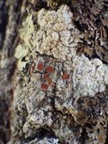 Caloplaca ferruginea image