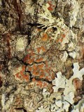 Caloplaca ferruginea image