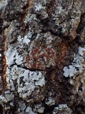 Caloplaca ferruginea image