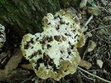 Inonotus dryadeus image