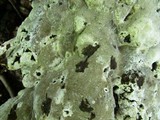 Inonotus dryadeus image