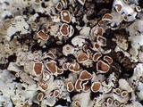 Parmelina carporrhizans image