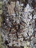 Parmelina carporrhizans image