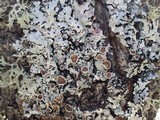 Parmelina carporrhizans image