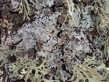Parmelina carporrhizans image