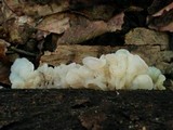 Ductifera pululahuana image