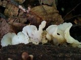 Ductifera pululahuana image