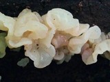 Ductifera pululahuana image