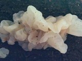 Ductifera pululahuana image