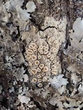 Ochrolechia tartarea image