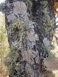 Ochrolechia tartarea image