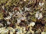 Platismatia glauca image
