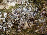 Platismatia glauca image