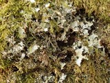 Platismatia glauca image