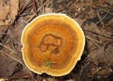 Coltricia perennis image