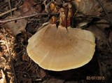 Coltricia perennis image