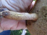 Retiboletus griseus image