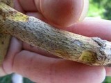 Retiboletus griseus image