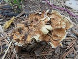 Hydnellum aurantiacum image