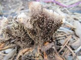 Hydnellum aurantiacum image