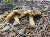 Lactarius aspideoides image