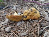 Lactarius aspideoides image