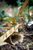 Marasmius brunneoaurantiacus image