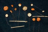 Marasmius brunneoaurantiacus image