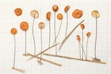 Marasmius brunneoaurantiacus image