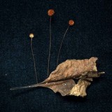 Marasmius brunneoaurantiacus image