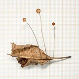Marasmius brunneoaurantiacus image