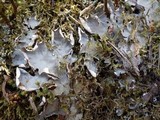 Peltigera horizontalis image