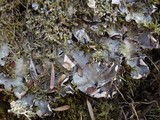 Peltigera horizontalis image